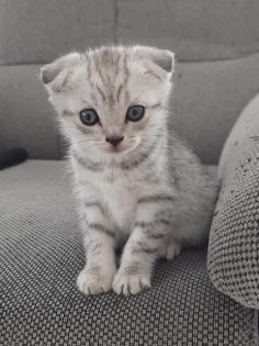 Kitten Britisch Kurzhaar