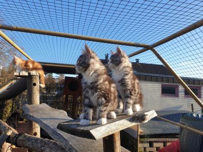 Prächtige Maine Coon Kitten