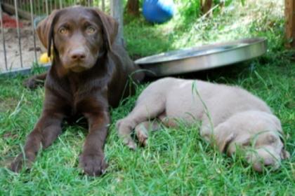 Mit 6 Kindern im Haus aufgewachsene Labradorwelpen ab 10. 01. 2021 abzugeben