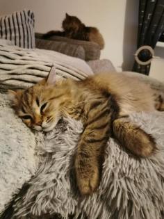 Deckkater Perser Edelmix