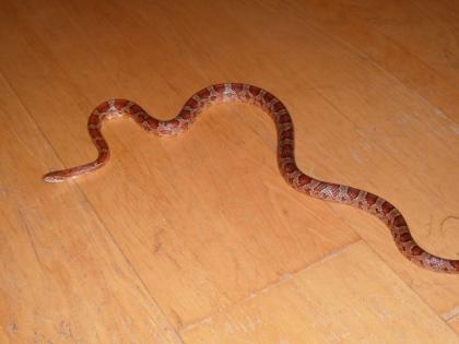 Verkaufe Kornnatter Pantherophis guttatus
