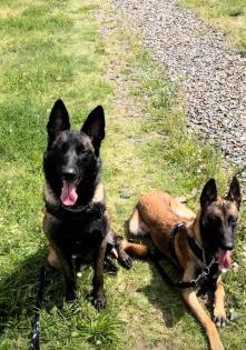 Belgischer Malinois
