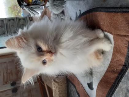 Verschmuste Kuschelmäuse Sibirische Waldkatze Neva Masquarade Hl. Birma creme-Point