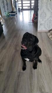 Cane Corso geboren 30. 07. 2021