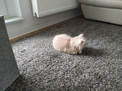 Main coon 2 Monate sucht ganz dringend ein neues Zuhause