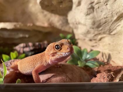 Leopardgecko Weibchen
