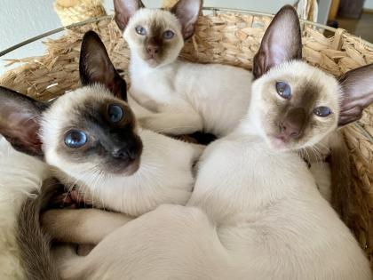 Siamesen kitten kleinen Seelenträger