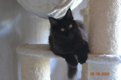Reinrassige Maine Coon in blue und black