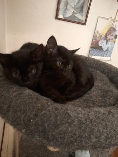 Katzenkinder suchen ein Zuhause