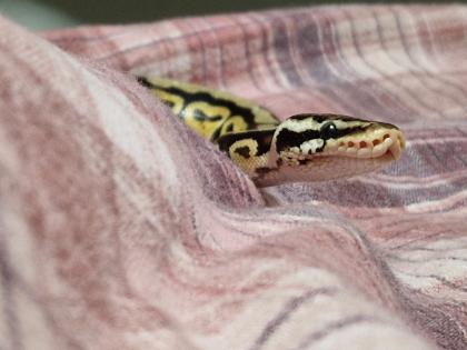 Terrarium voll ausgestattet mit Königspython