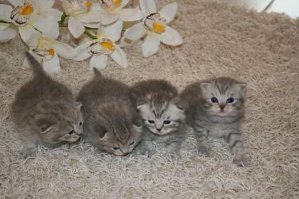 4 Wunderschöne BKH- Kitten