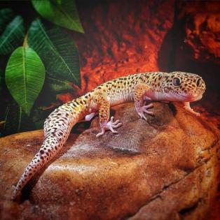 2 Stk. Leopardgeckos 2 Jahre alt 1. 0 und 0. 1