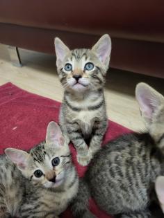 EDELMIX Russisch Blau Bengal Kitten - 2 Jungs 3 Mädchen