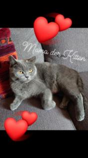 Bkh Kitten Geschwisterpäärchen suchen zusammen ein libes Nest
