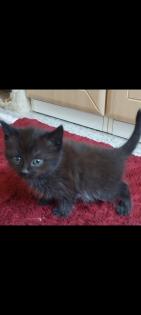 Katzen Kitten Kätzchen 12 Wochen alt abzugeben