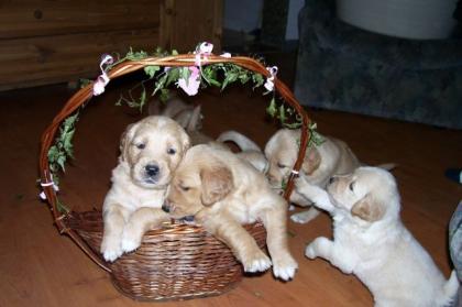 Golden Retriver Welpen