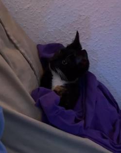 Ruhige, zurückhaltende Katze abzugeben Liebevolles Zuhause gesucht
