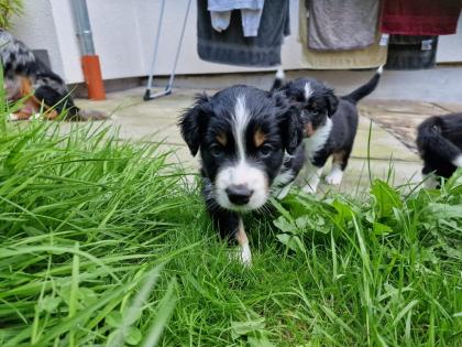 Australian Shepherd Welpen