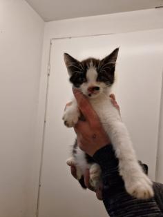 Bauerhofkitten suchen Zuhause, katzen, Kater, kitten
