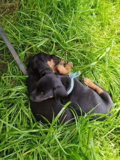 Jagdhundmischlingswelpen Dackel mit Jagdterrier und Bracke