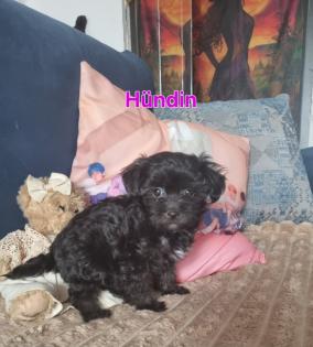 Zuckersüße maltipoo Babys