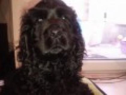 Dringend neues zuhause gesucht für 7 Monate alten Cocker Spaniel