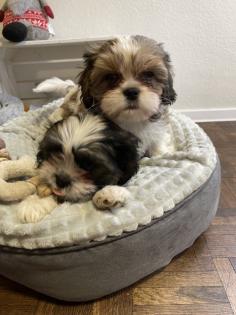 Süße cavalier- Shihtzu welpen/ CavaTzu abzugeben