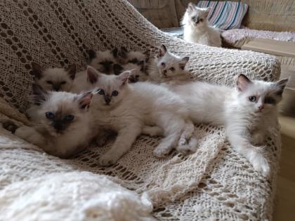 Zauberhafte Heilige Birmababys suchen Dich