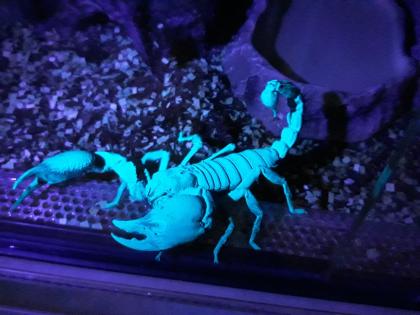 Heterometrus spinifer abzugeben