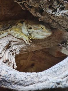 Bartagame inklusive Terrarium
