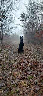 Malinois Rüde 3 Jahre