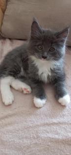 Maine-Coon-Kätzchen suchen ein neues Zuhause