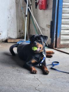 Rottweiler Rüde abzugeben