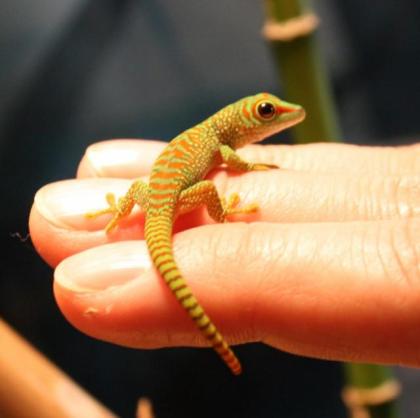 3 x NZ Großer Madagaskar Taggecko Phelsuma Grandis abzugeben