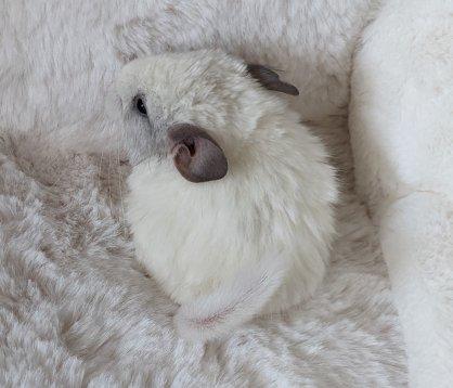 Chinchilla Jungtiere Normalfell und Angora