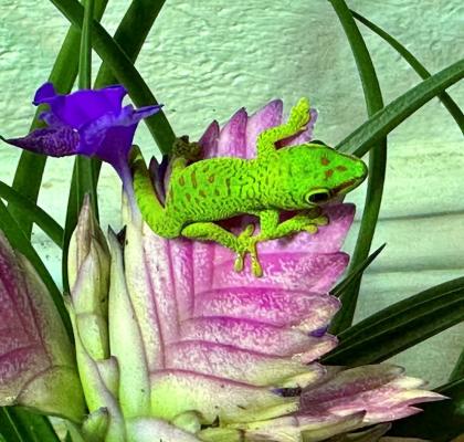 PHELSUMA GRANDIS NZ großer Madagaskar Taggecko