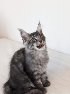 Maine Coon Kitten, sofort abgabereit