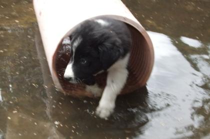 Border Collie -Welpen mit VDH/FCI Papieren