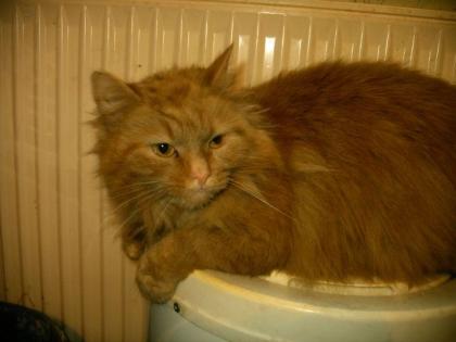 Perserkatze abzugeben