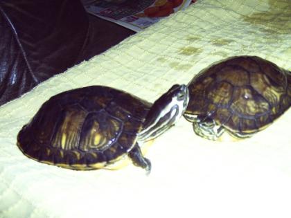 Wasserschildkröten Köln