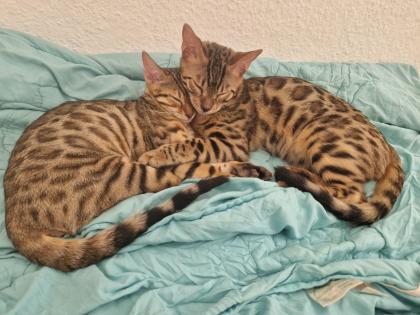 Reinrassige Bengalkitten abzugeben