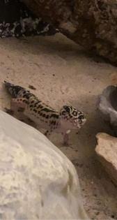 2 Leopardgecko Weibchen Terrarium