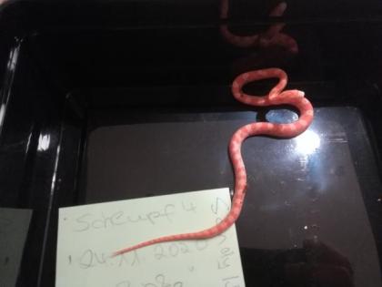 Kornnatter Pantherophis guttatus Jungtiere