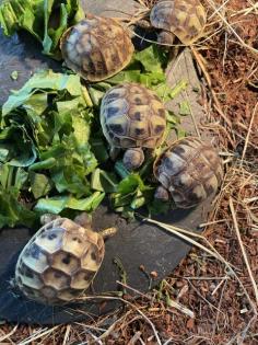Nachwuchs griechische Landschildkröten abzugeben