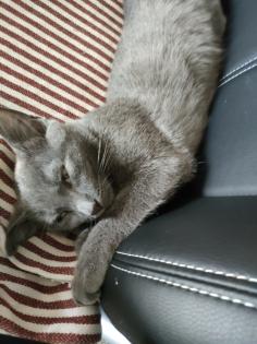 Kater, grau 4, 5 Monate