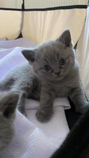 Bkh Kitten 2 Kater