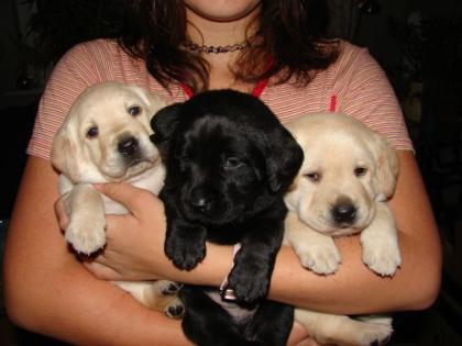 Wunderschöne Labrador Welpen ab Juli abzugeben .