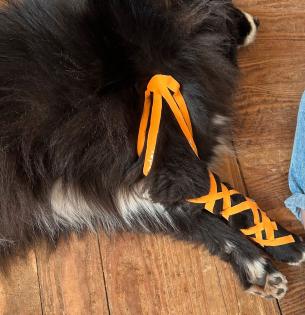 Tierphysiotherapie