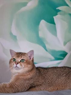 BKH DECKKATER PASCHA
