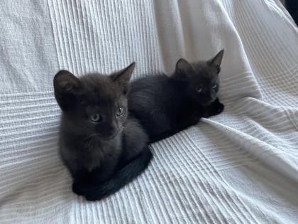 Katzen Babys abzugeben